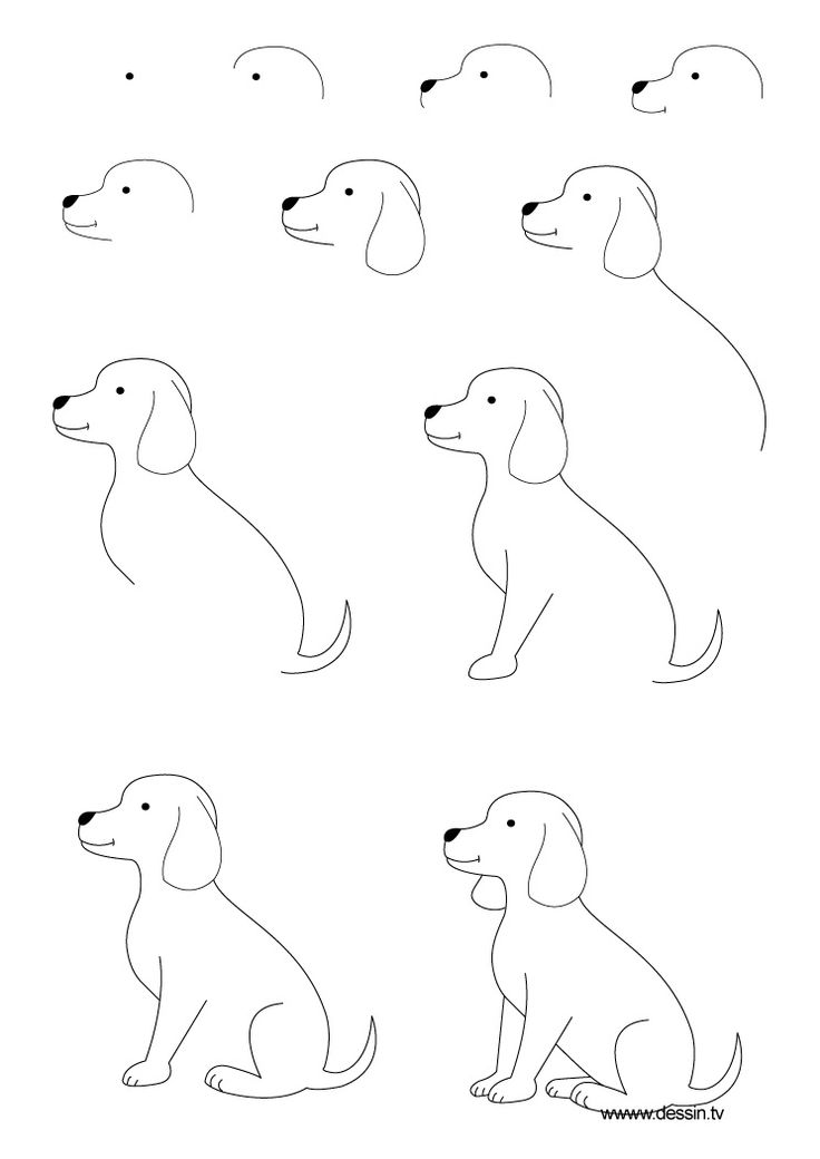 736x1040 8 Best How To Draw Dogs Images On How To Draw, Dog