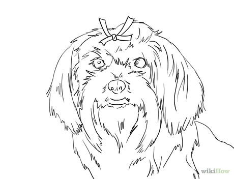 460x352 Draw A Cute Maltese Dog Face