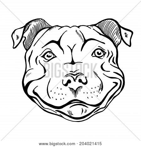 450x470 Pit Bull Smiling Dog Face Portrait Vector Amp Photo Bigstock