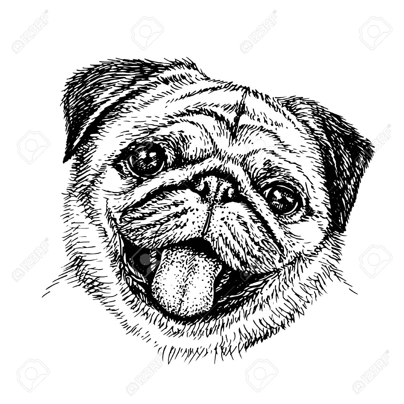 1300x1300 Sketch Dog Cute Pug Illustration. Royalty Free Cliparts, Vectors