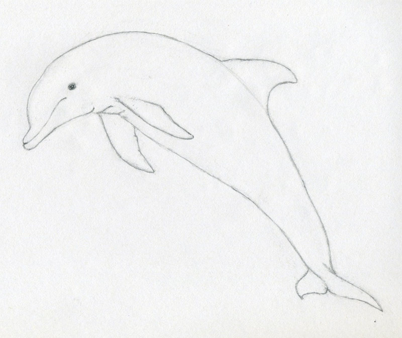 800x673 How To Draw A Dolphin
