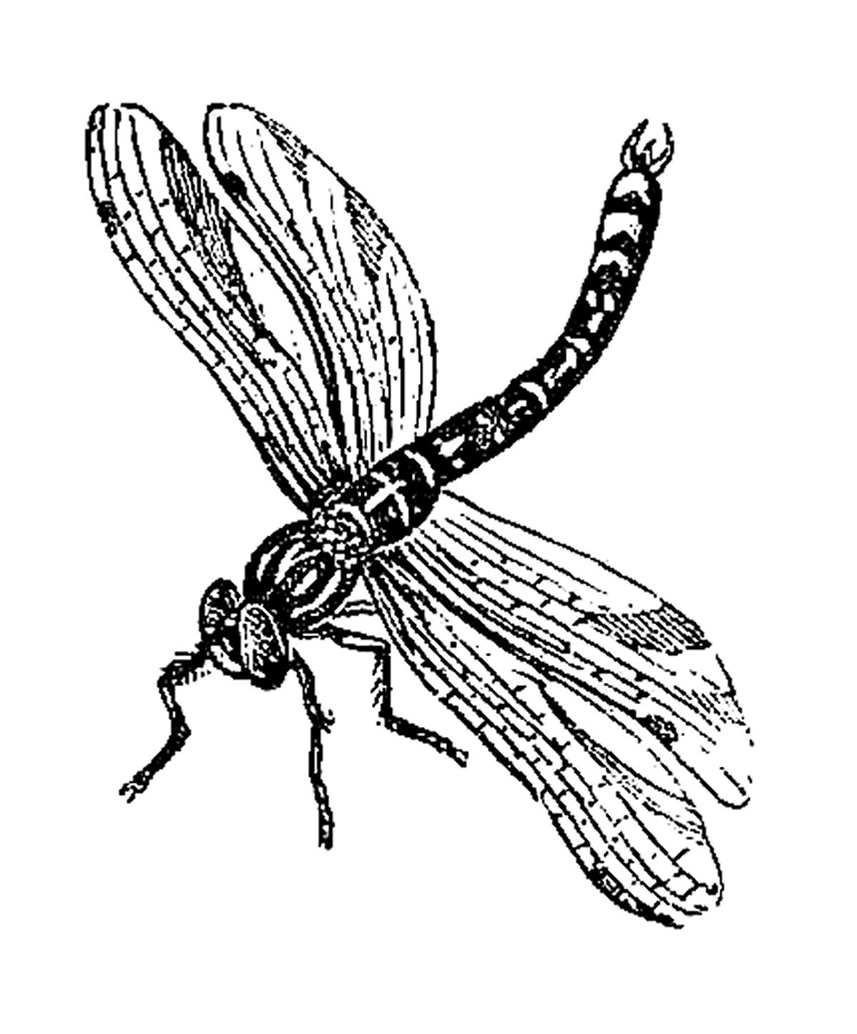 1200x1448 Dragonfly Graphics