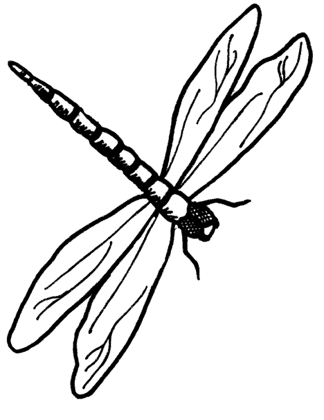 468x606 Dragonfly Outline