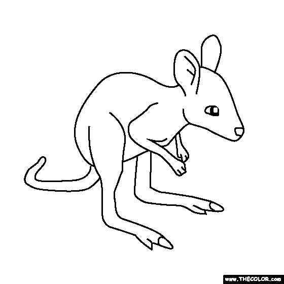 560x560 Baby Kangaroo Coloring Pages To Beatiful Draw Cute Drawing