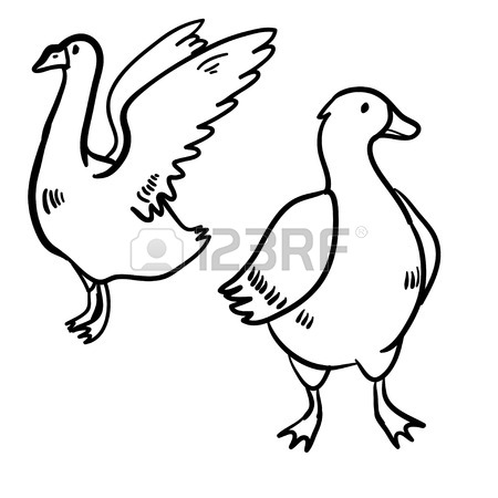 450x450 Vector Illustration Set With Goose And Duck. Handy Drawn Cute