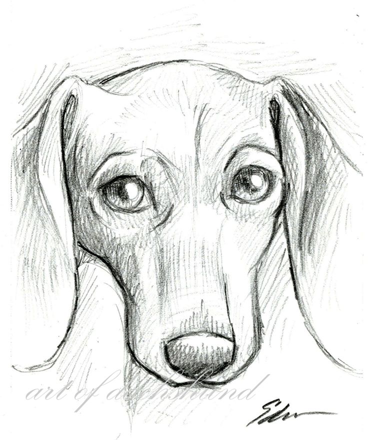 736x880 242 Best Dachshund Paintings Images On Wiener Dogs