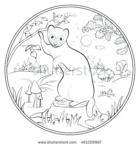 450x470 Ferret Coloring Pages Adult Coloring Page For Anti Stress Art