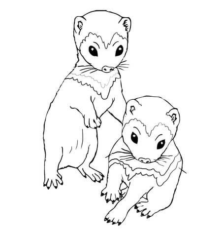 453x480 Ferret Kits Coloring Page Free Printable Coloring Pages