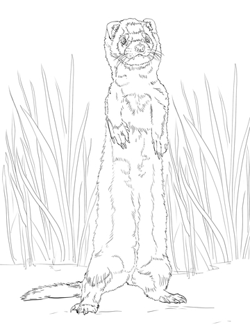 360x480 Ferret Standing Up Coloring Page Free Printable Coloring Pages