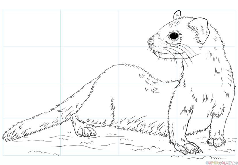 828x575 How To Draw A Black Footed Ferret Step By Step Drawing Tutorials