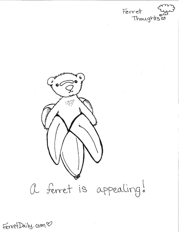 600x777 225 Best Ferrets =^.^= Images On Ferrets, Pet Ferret