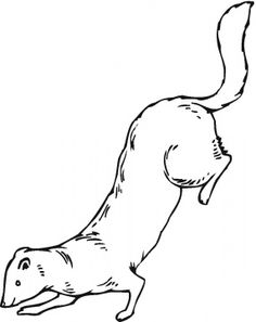 236x297 Learn How To Draw A Black Footed Ferret (Wild Animals) Step By
