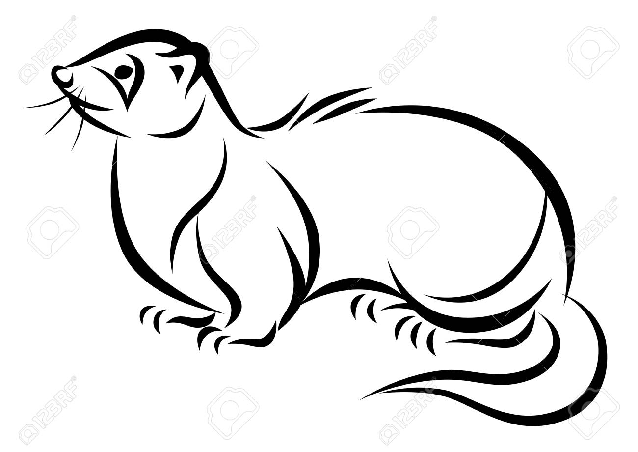 1300x920 Line Drawing Of A Ferret Royalty Free Cliparts, Vectors, And Stock