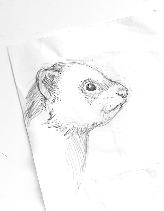 633x811 Smiley Ferret By Nienor