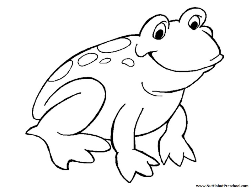 800x600 Download Coloring Pages Draw A Frog For Kids