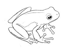 236x170 How To Draw A Frog In 4 Steps Frogs, Drawings And Doodles