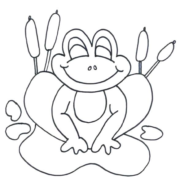 600x600 Bullfrog Animal Coloring Pages Affan