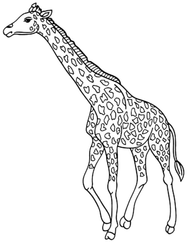 783x1009 Cute Giraffe Coloring Pages