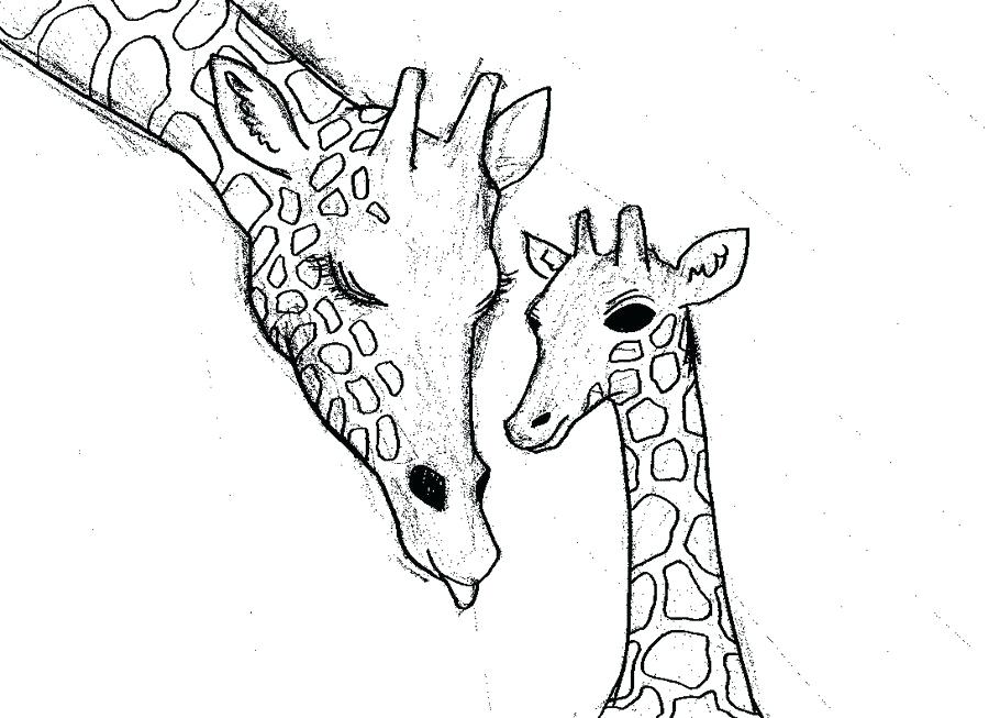 900x653 Giraffe Drawing Zoom Cute Giraffe Drawing Tumblr Affan
