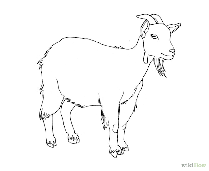670x548 Image Result For How To Draw A Goat Step By Step Art