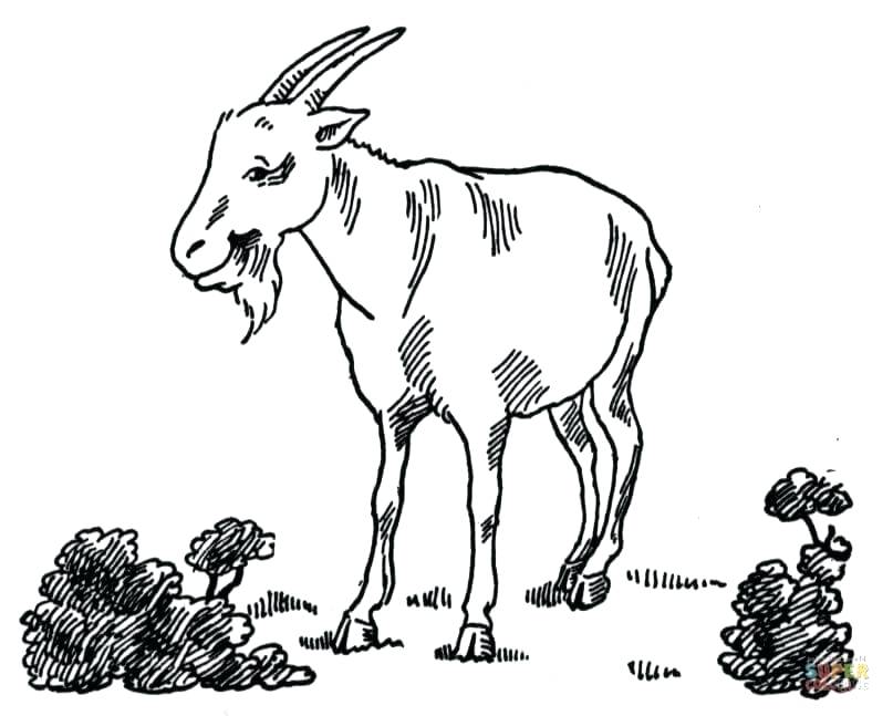 807x647 Goat Coloring Pages Davidparker.co