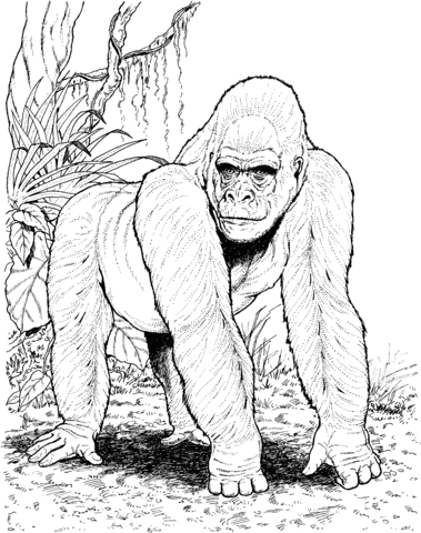 379x480 Gorilla In Jungle Coloring Page Free Printable Coloring Pages