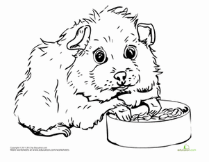 301x233 Guinea Pig Coloring Page Craft