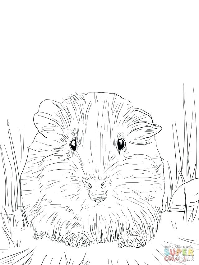 Cute Guinea Pig Drawing at GetDrawings | Free download