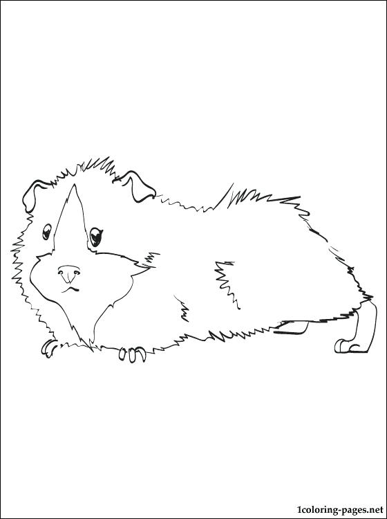 560x750 Guinea Pig Printable And Coloring Page Pages Cute Murs