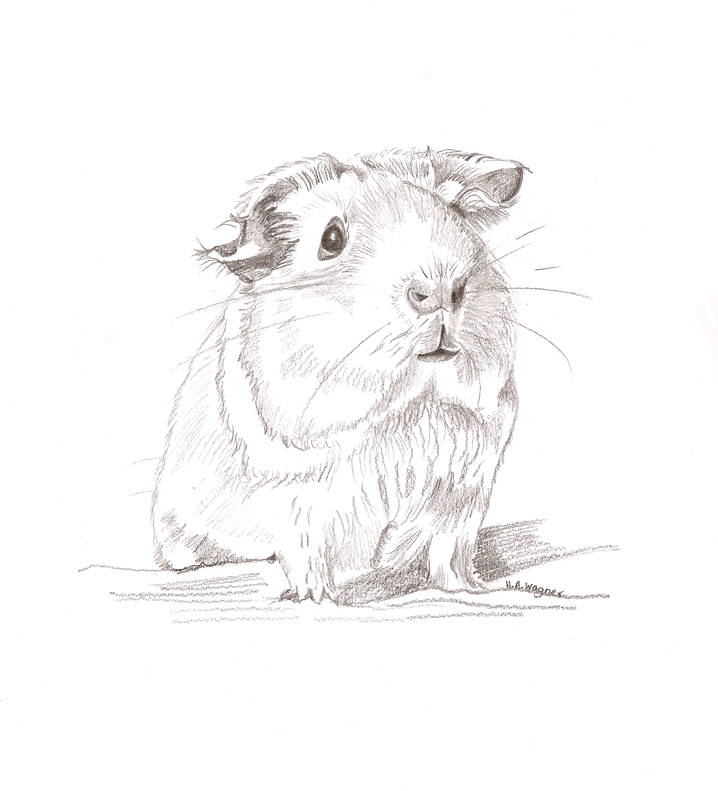 718x791 Guinea Pig Cute Realistic Pencil Drawingpet Artanimal Art