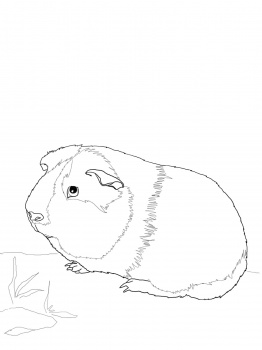 262x350 Cute Guinea Pig Coloring Page
