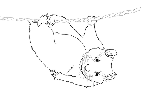 480x365 Cute Hamster Hanging On A Rope Coloring Page Free Printable