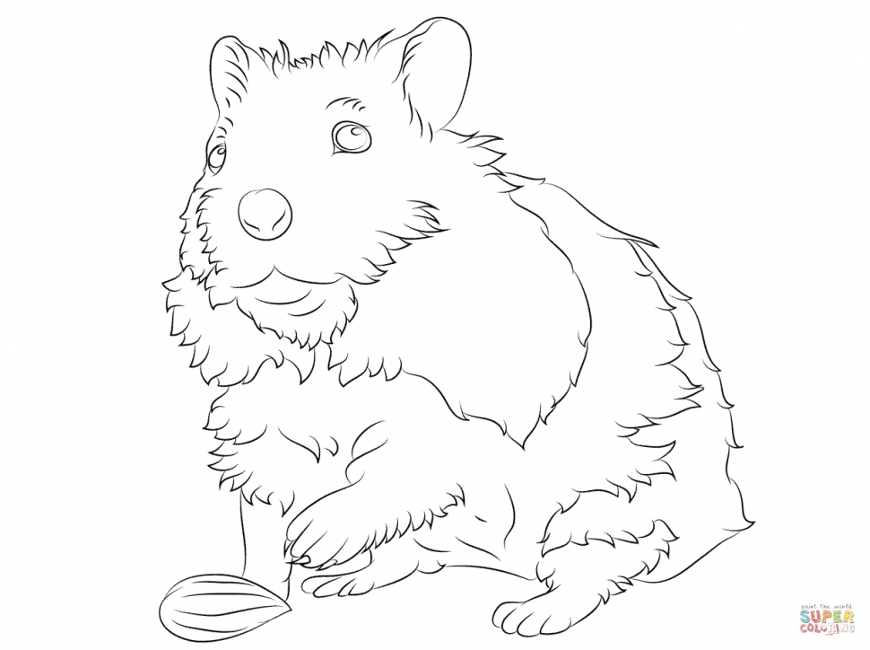 Cute Hamster Drawing at GetDrawings | Free download