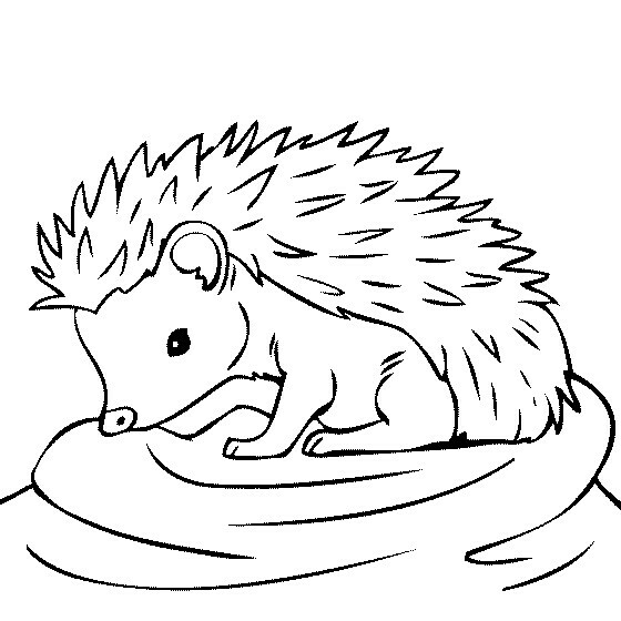 Cute Hedgehog Drawing at GetDrawings | Free download