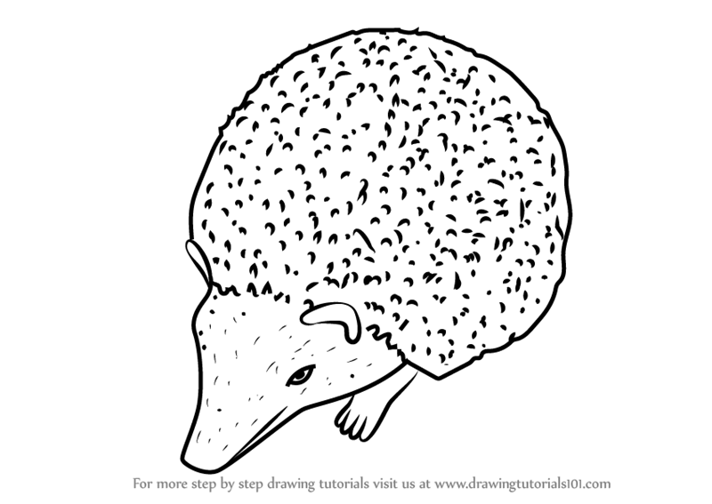 800x567 Learn How To Draw A Cute Hedgehog (Other Animals) Step By Step