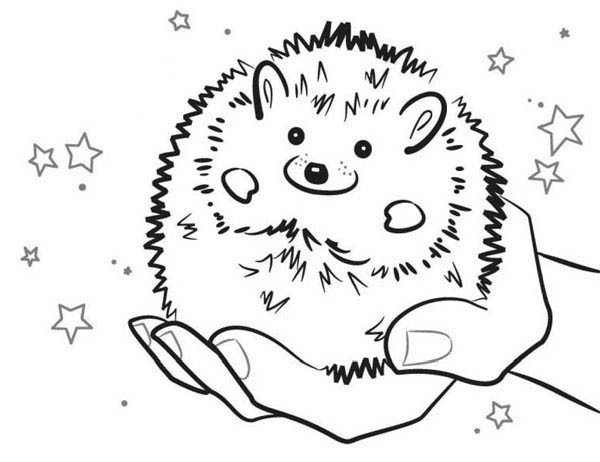 600x462 Baby Hedgehog Smiling Colouring Pages Bulk Color Embroidery