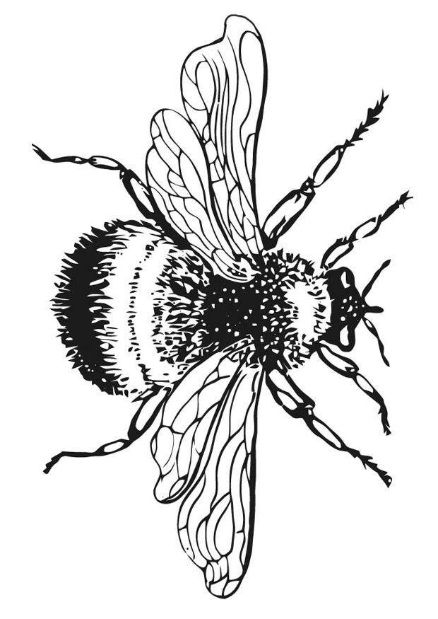 620x875 17 Bumble Bee Coloring Pages Bumble Bee Coloring Pictures 1