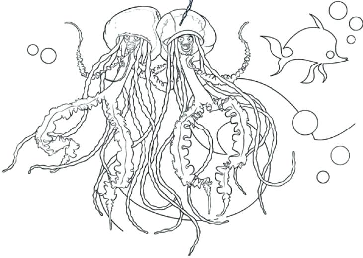 730x520 Best Of Jellyfish Coloring Page Pictures X Jellyfish Coloring