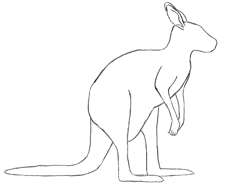 800x600 How To Draw A Kangaroo