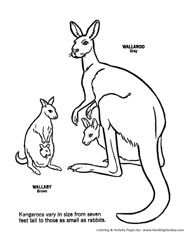 670x820 Wild Australian Kangaroos Coloring Pages Kangaroo Coloring Page