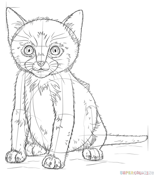 507x575 How To Draw A Cute Kitten Step By Step Drawing Tutorials