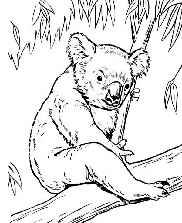 600x734 Cute Koala Bear Pictures To Print Coloring Pages Craft Fun