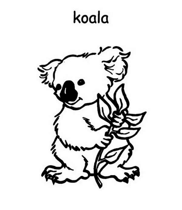 600x693 Koala Bear Coloring Page