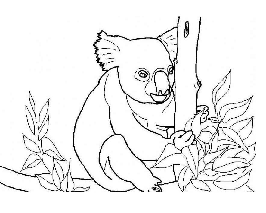 884x706 Free Printable Koala Coloring Pages For Kids