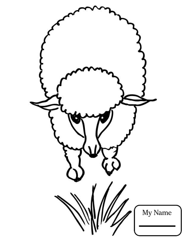 624x808 Coloring Pages For Kids Domestic Sheep Mammals Cute Corriedale