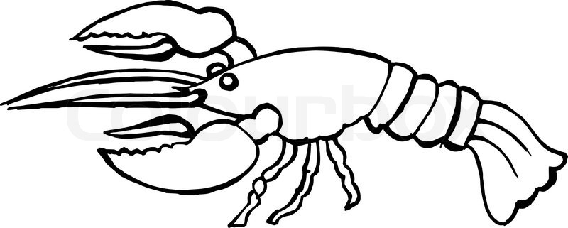 800x321 Lobster Stock Vector Colourbox