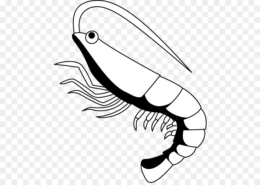 900x640 Shrimp Drawing Free Content Clip Art