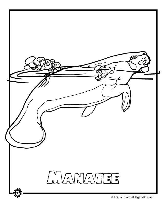 680x880 Endangered Rainforest Manat Animal Jr.