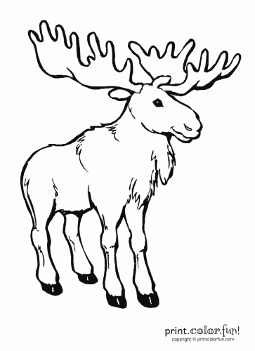 363x500 Moose Coloring Page