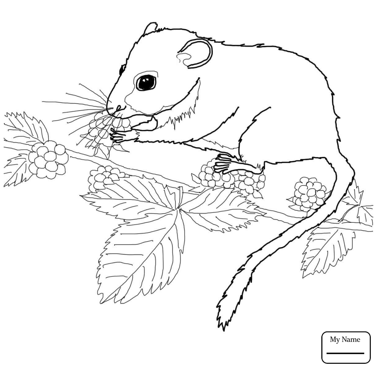 1224x1200 Mice Mammals Cute Mouse Coloring Pages For Kids